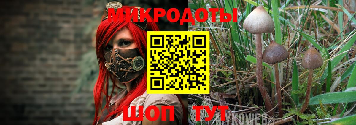 Ачхой-Мартан  Псилоцибиновые грибы MAGIC MUSHROOMS  Вход с VPN 